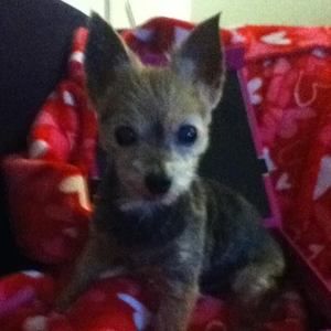 Meet your Posher, Susan